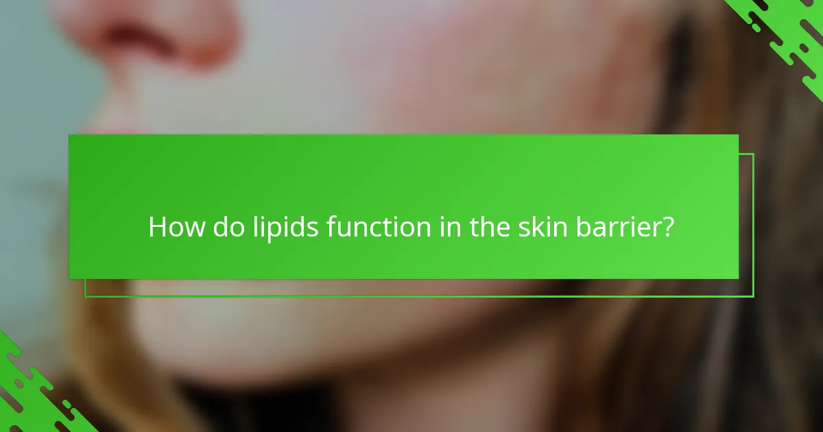 How do lipids function in the skin barrier?